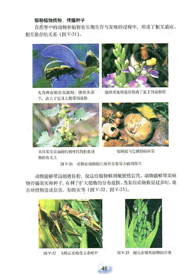 初中_生物_8_1(1)_教资初高中_教资面试2025教资面试备考资料合集_教资面试资料合集_2025教资面试资料_25上教资面试-小学资料包_20教材：全册_初中_初中生物