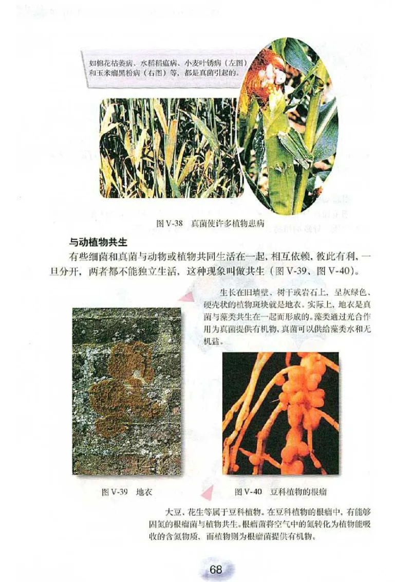 初中_生物_8_1(1)_教资初高中_教资面试2025教资面试备考资料合集_教资面试资料合集_2025教资面试资料_25上教资面试-小学资料包_20教材：全册_初中_初中生物