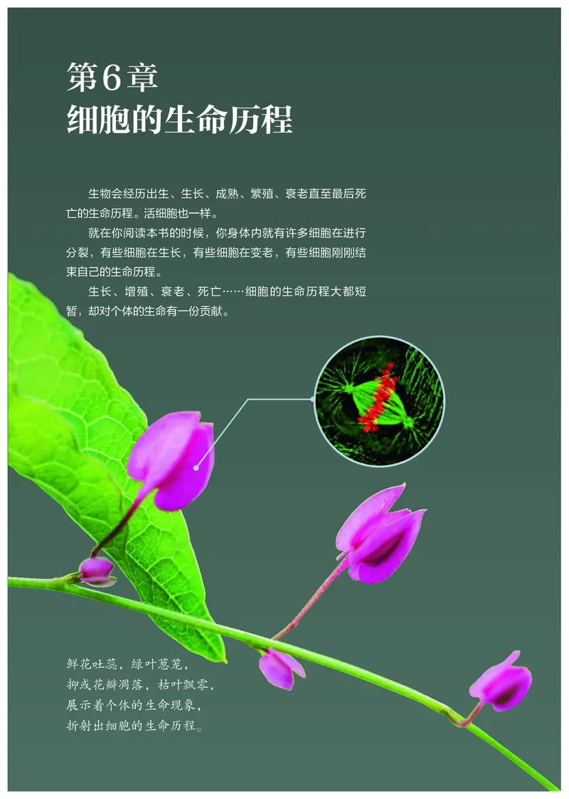 高中必修一生物_教资初高中_教资面试2025教资面试备考资料合集_教资面试资料合集_3、教资面试资料包大全_45大圣中小幼面试资料包_高中_生物_高中生物电子课本