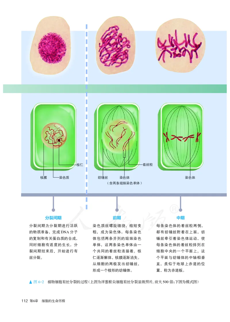 高中必修一生物_教资初高中_教资面试2025教资面试备考资料合集_教资面试资料合集_3、教资面试资料包大全_45大圣中小幼面试资料包_高中_生物_高中生物电子课本