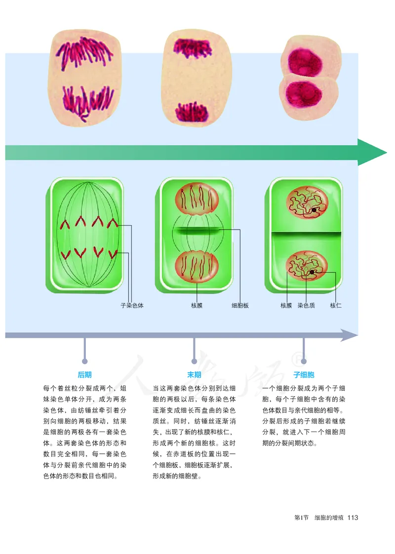 高中必修一生物_教资初高中_教资面试2025教资面试备考资料合集_教资面试资料合集_3、教资面试资料包大全_45大圣中小幼面试资料包_高中_生物_高中生物电子课本