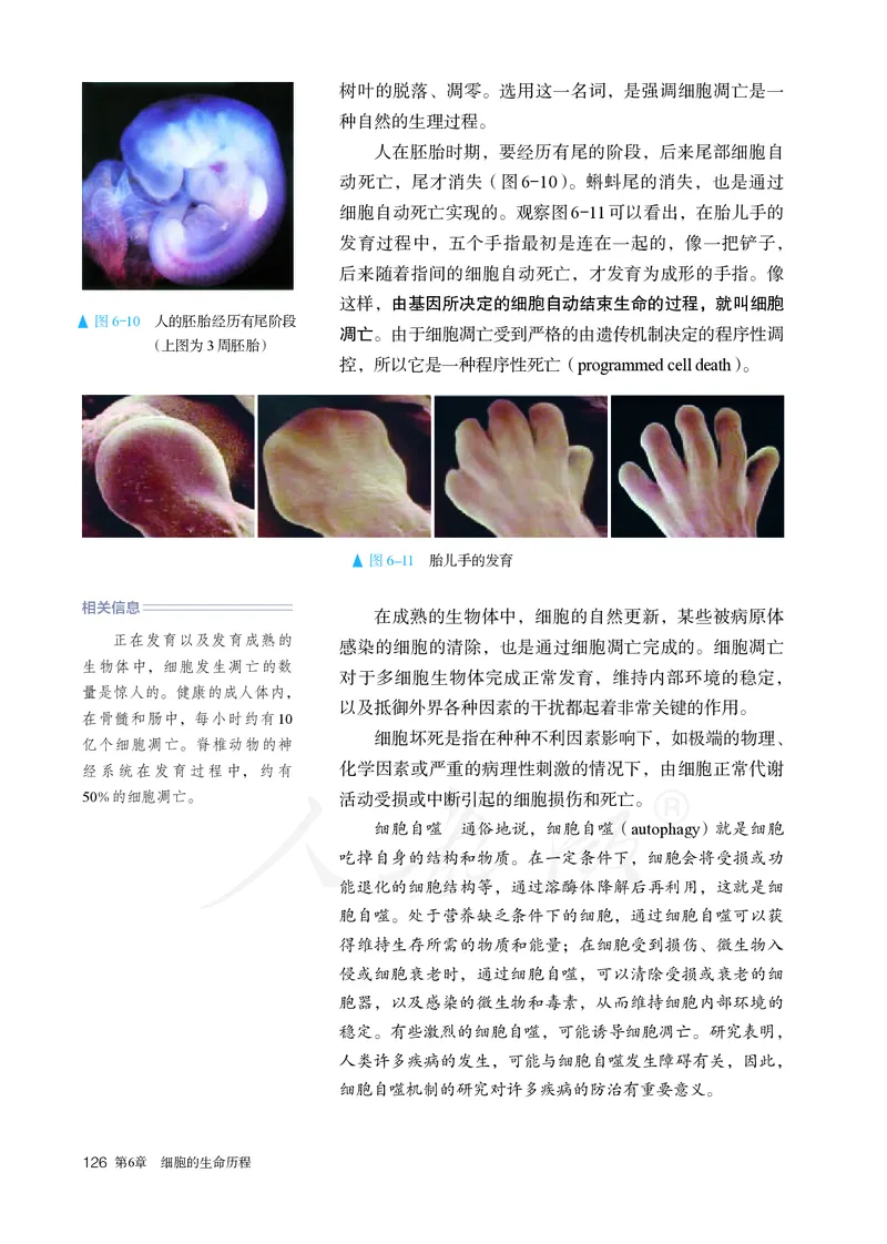 高中必修一生物_教资初高中_教资面试2025教资面试备考资料合集_教资面试资料合集_3、教资面试资料包大全_45大圣中小幼面试资料包_高中_生物_高中生物电子课本