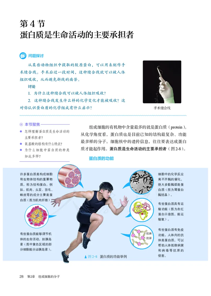 高中必修一生物_教资初高中_教资面试2025教资面试备考资料合集_教资面试资料合集_3、教资面试资料包大全_45大圣中小幼面试资料包_高中_生物_高中生物电子课本