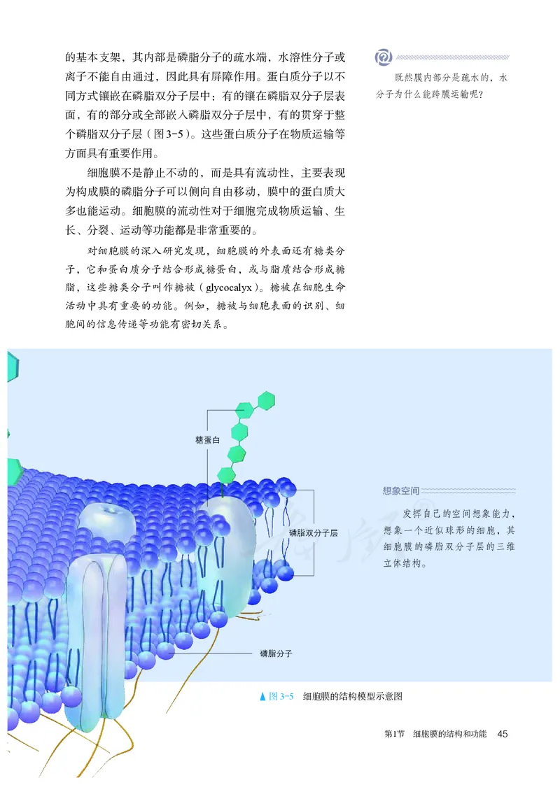 高中必修一生物_教资初高中_教资面试2025教资面试备考资料合集_教资面试资料合集_3、教资面试资料包大全_45大圣中小幼面试资料包_高中_生物_高中生物电子课本