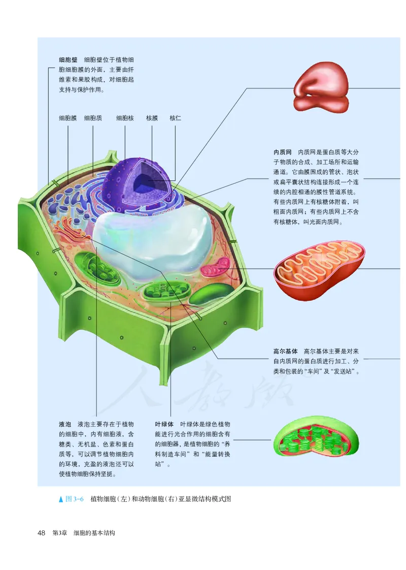 高中必修一生物_教资初高中_教资面试2025教资面试备考资料合集_教资面试资料合集_3、教资面试资料包大全_45大圣中小幼面试资料包_高中_生物_高中生物电子课本