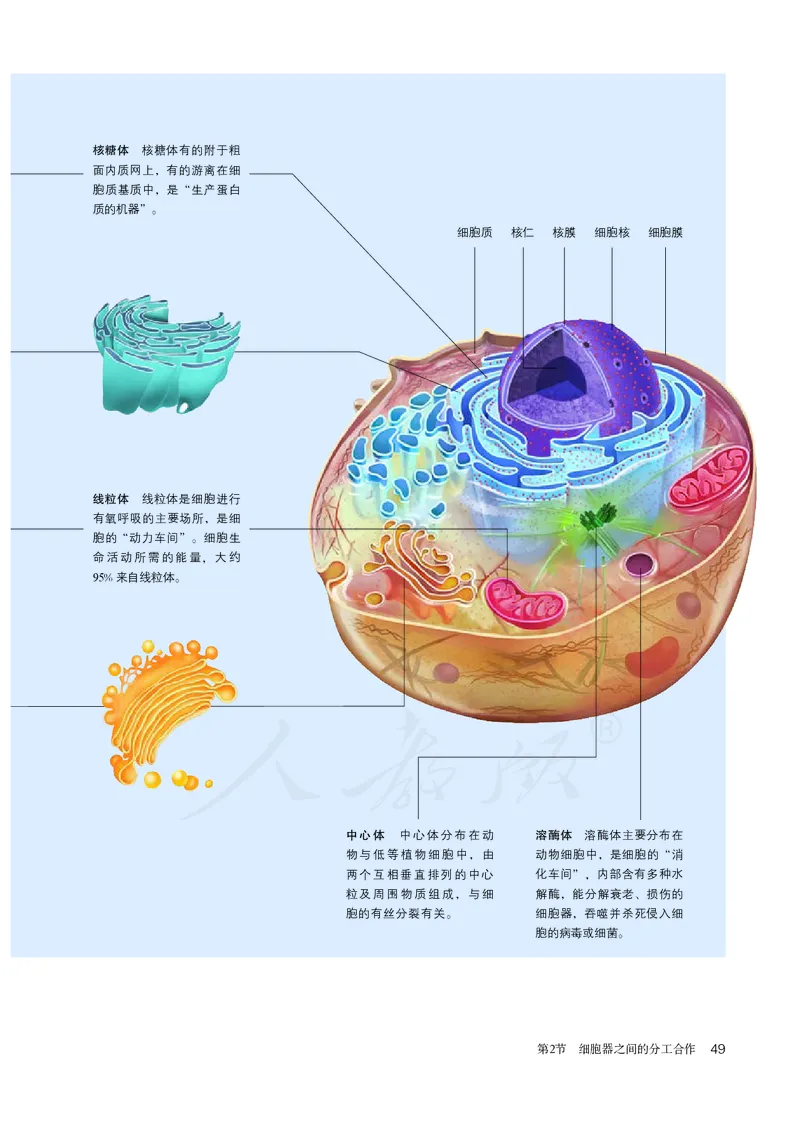 高中必修一生物_教资初高中_教资面试2025教资面试备考资料合集_教资面试资料合集_3、教资面试资料包大全_45大圣中小幼面试资料包_高中_生物_高中生物电子课本