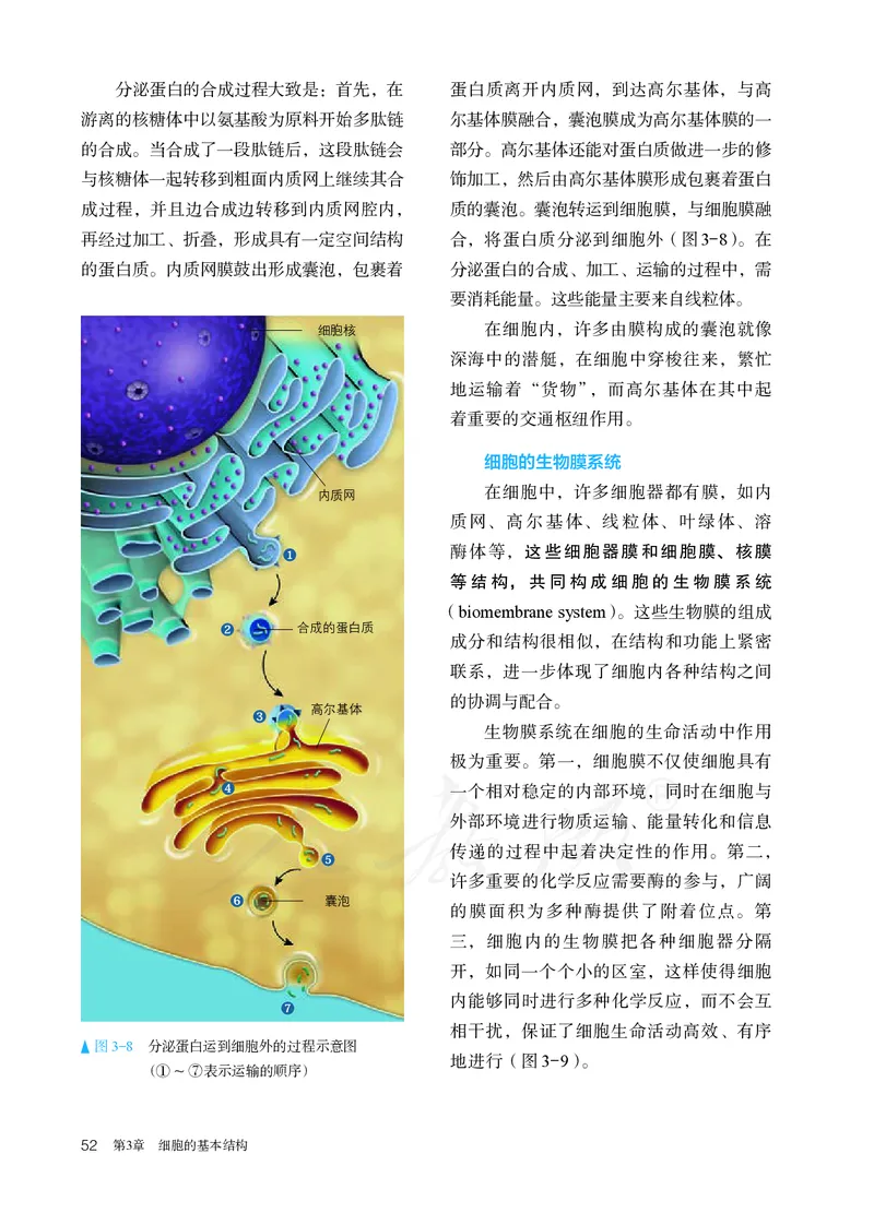 高中必修一生物_教资初高中_教资面试2025教资面试备考资料合集_教资面试资料合集_3、教资面试资料包大全_45大圣中小幼面试资料包_高中_生物_高中生物电子课本