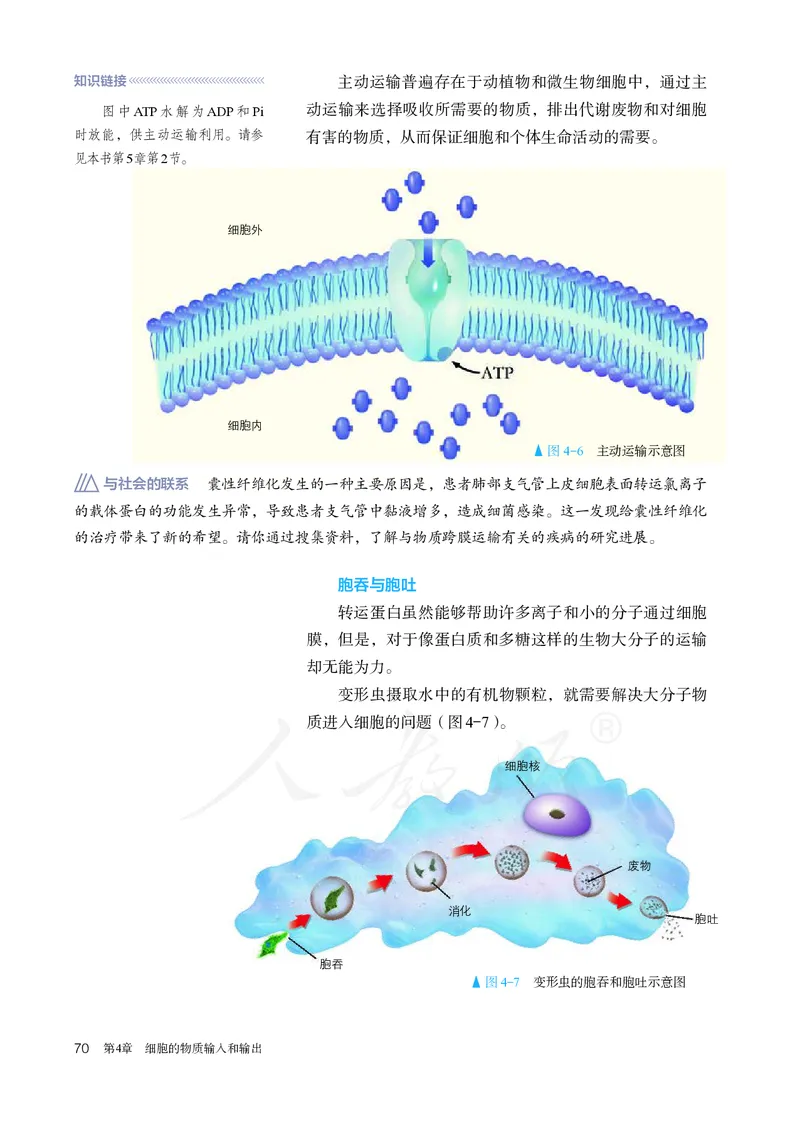 高中必修一生物_教资初高中_教资面试2025教资面试备考资料合集_教资面试资料合集_3、教资面试资料包大全_45大圣中小幼面试资料包_高中_生物_高中生物电子课本