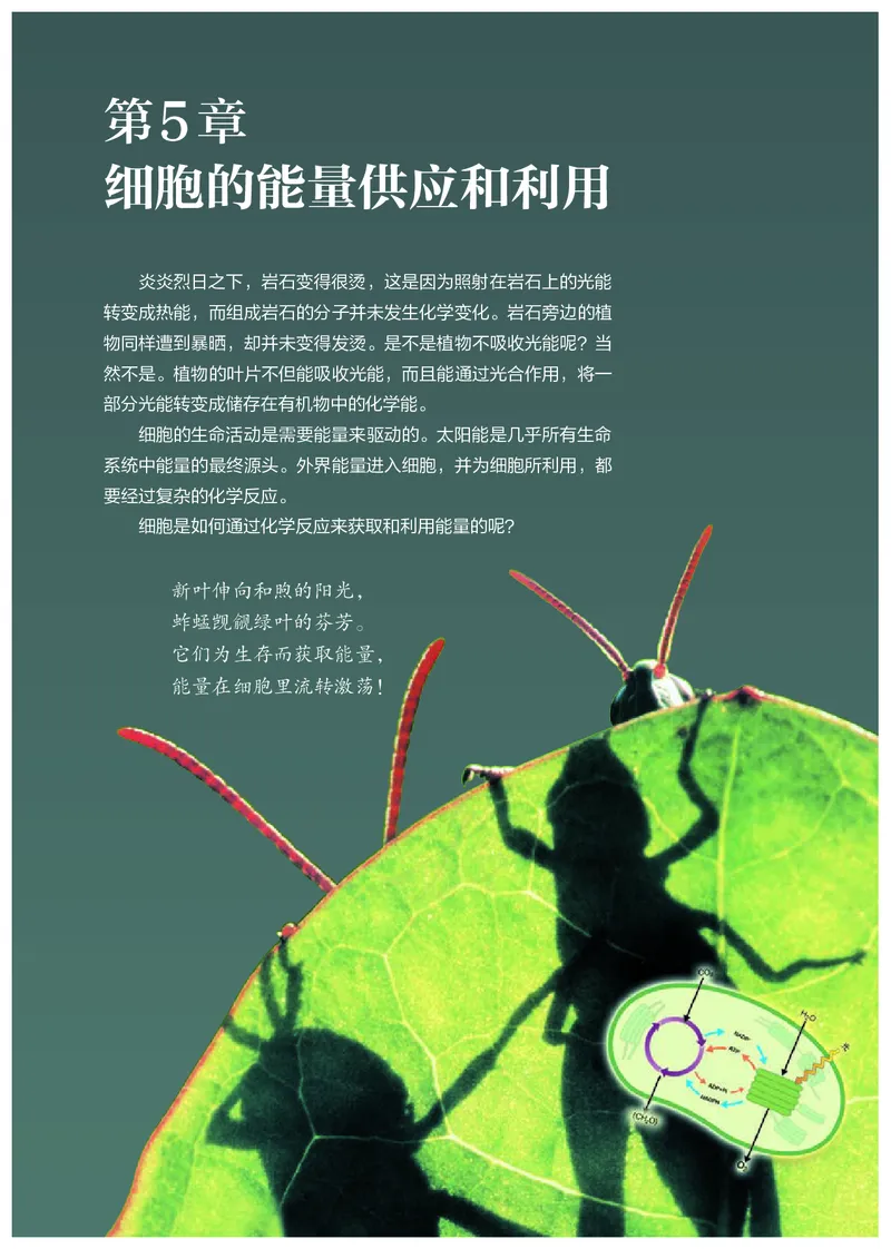 高中必修一生物_教资初高中_教资面试2025教资面试备考资料合集_教资面试资料合集_3、教资面试资料包大全_45大圣中小幼面试资料包_高中_生物_高中生物电子课本