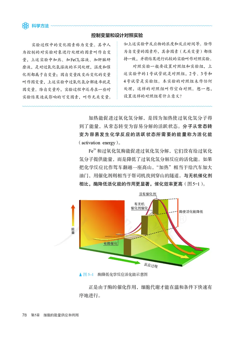 高中必修一生物_教资初高中_教资面试2025教资面试备考资料合集_教资面试资料合集_3、教资面试资料包大全_45大圣中小幼面试资料包_高中_生物_高中生物电子课本