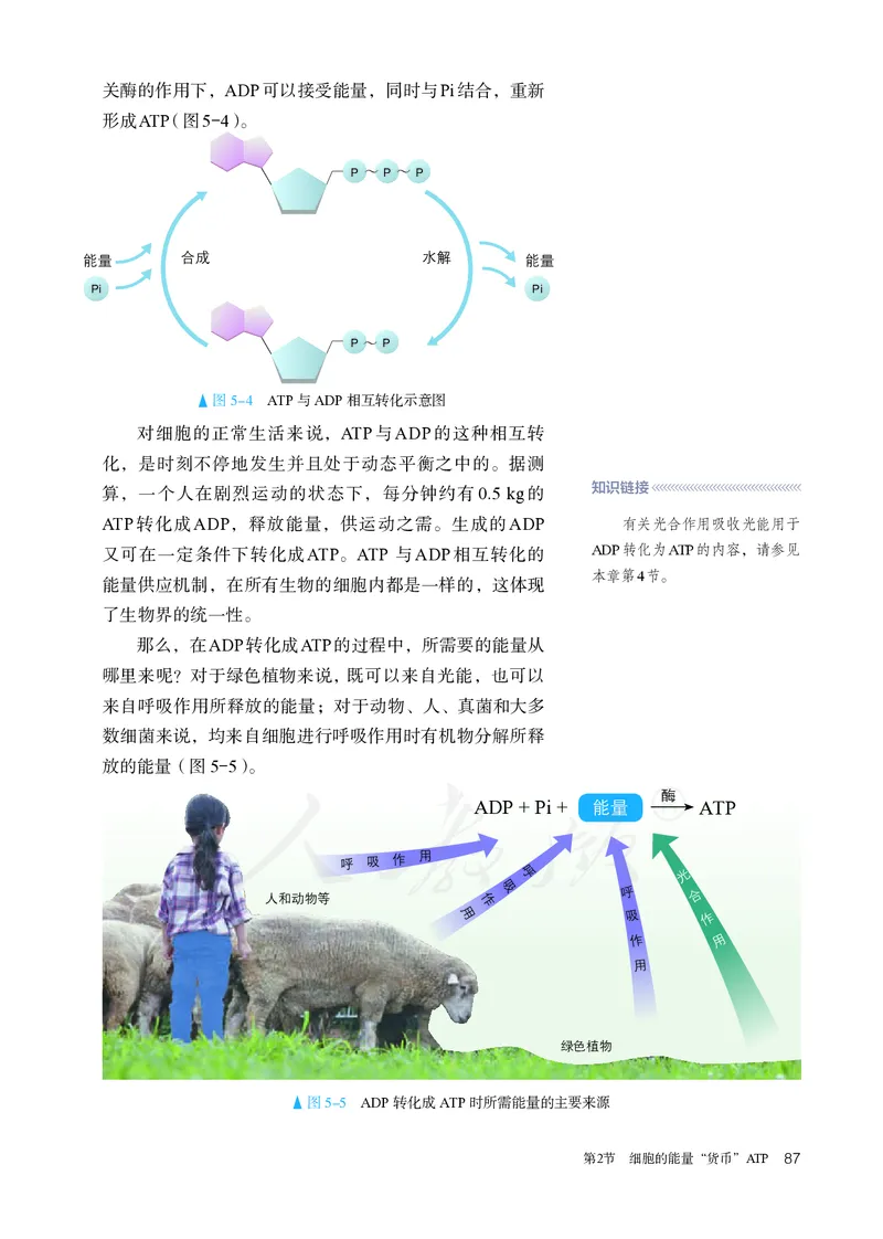 高中必修一生物_教资初高中_教资面试2025教资面试备考资料合集_教资面试资料合集_3、教资面试资料包大全_45大圣中小幼面试资料包_高中_生物_高中生物电子课本