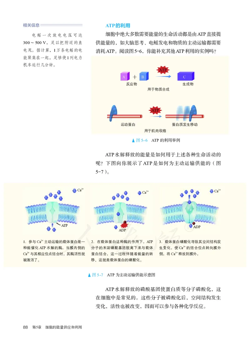 高中必修一生物_教资初高中_教资面试2025教资面试备考资料合集_教资面试资料合集_3、教资面试资料包大全_45大圣中小幼面试资料包_高中_生物_高中生物电子课本