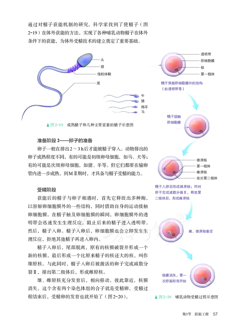 高中选修三生物_教资初高中_教资面试2025教资面试备考资料合集_教资面试资料合集_3、教资面试资料包大全_45大圣中小幼面试资料包_高中_生物_高中生物电子课本