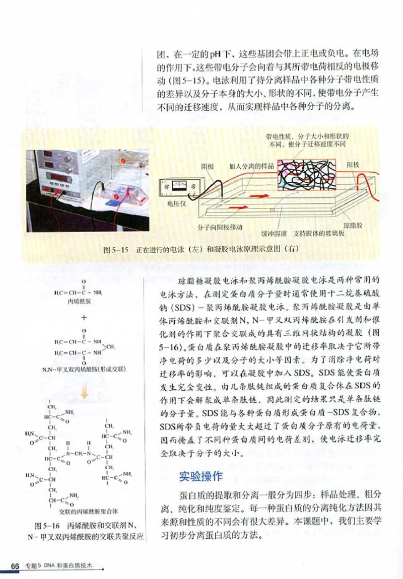 高中生物选修1生物技术实践(1)_教资初高中_教资面试2025教资面试备考资料合集_教资面试资料合集_2025教资面试资料_25上教资面试-小学资料包_20教材：全册_高中_高中生物