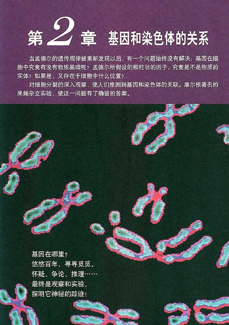 高中生物必修2遗传与进化(1)_教资初高中_教资面试2025教资面试备考资料合集_教资面试资料合集_2025教资面试资料_25上教资面试-小学资料包_20教材：全册_高中_高中生物