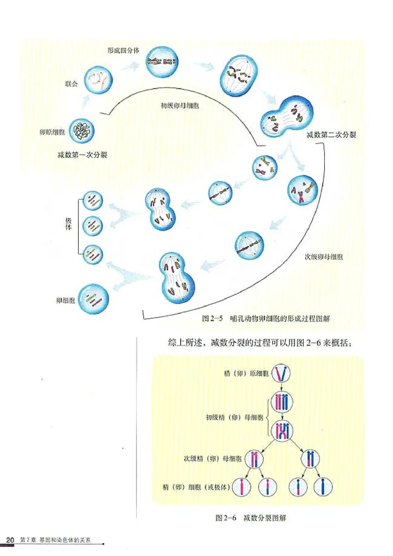 高中生物必修2遗传与进化(1)_教资初高中_教资面试2025教资面试备考资料合集_教资面试资料合集_2025教资面试资料_25上教资面试-小学资料包_20教材：全册_高中_高中生物