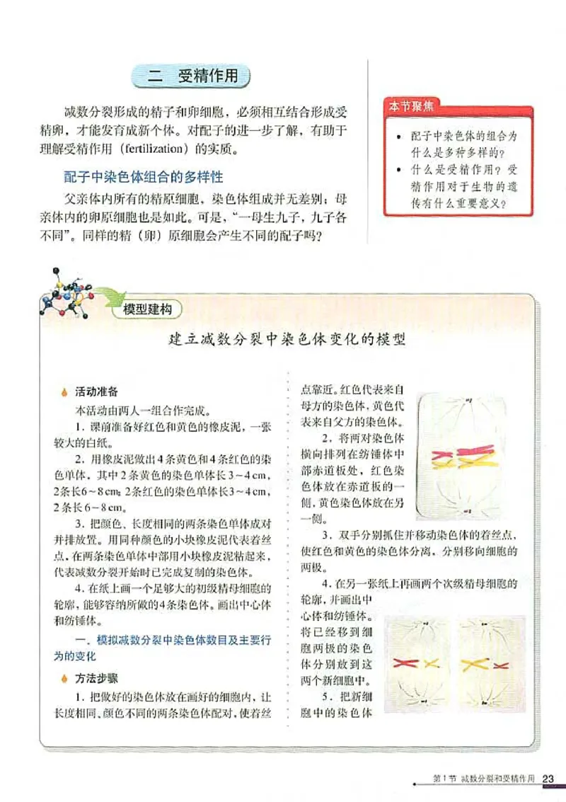 高中生物必修2遗传与进化(1)_教资初高中_教资面试2025教资面试备考资料合集_教资面试资料合集_2025教资面试资料_25上教资面试-小学资料包_20教材：全册_高中_高中生物