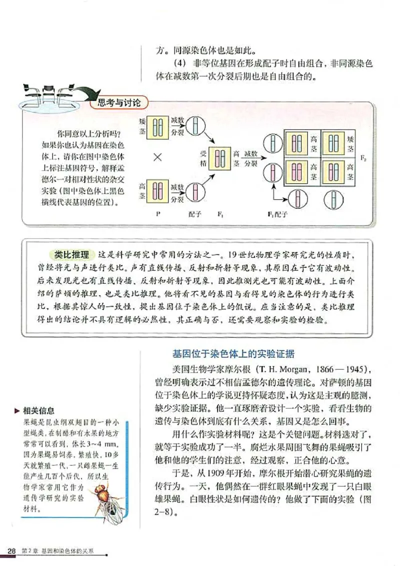 高中生物必修2遗传与进化(1)_教资初高中_教资面试2025教资面试备考资料合集_教资面试资料合集_2025教资面试资料_25上教资面试-小学资料包_20教材：全册_高中_高中生物