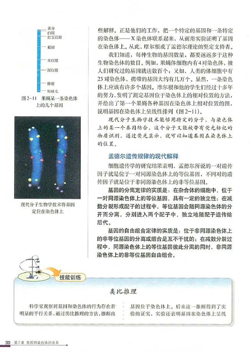 高中生物必修2遗传与进化(1)_教资初高中_教资面试2025教资面试备考资料合集_教资面试资料合集_2025教资面试资料_25上教资面试-小学资料包_20教材：全册_高中_高中生物