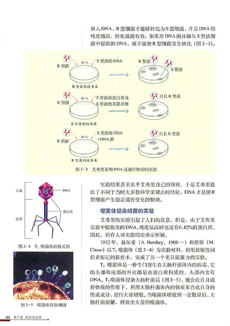 高中生物必修2遗传与进化(1)_教资初高中_教资面试2025教资面试备考资料合集_教资面试资料合集_2025教资面试资料_25上教资面试-小学资料包_20教材：全册_高中_高中生物