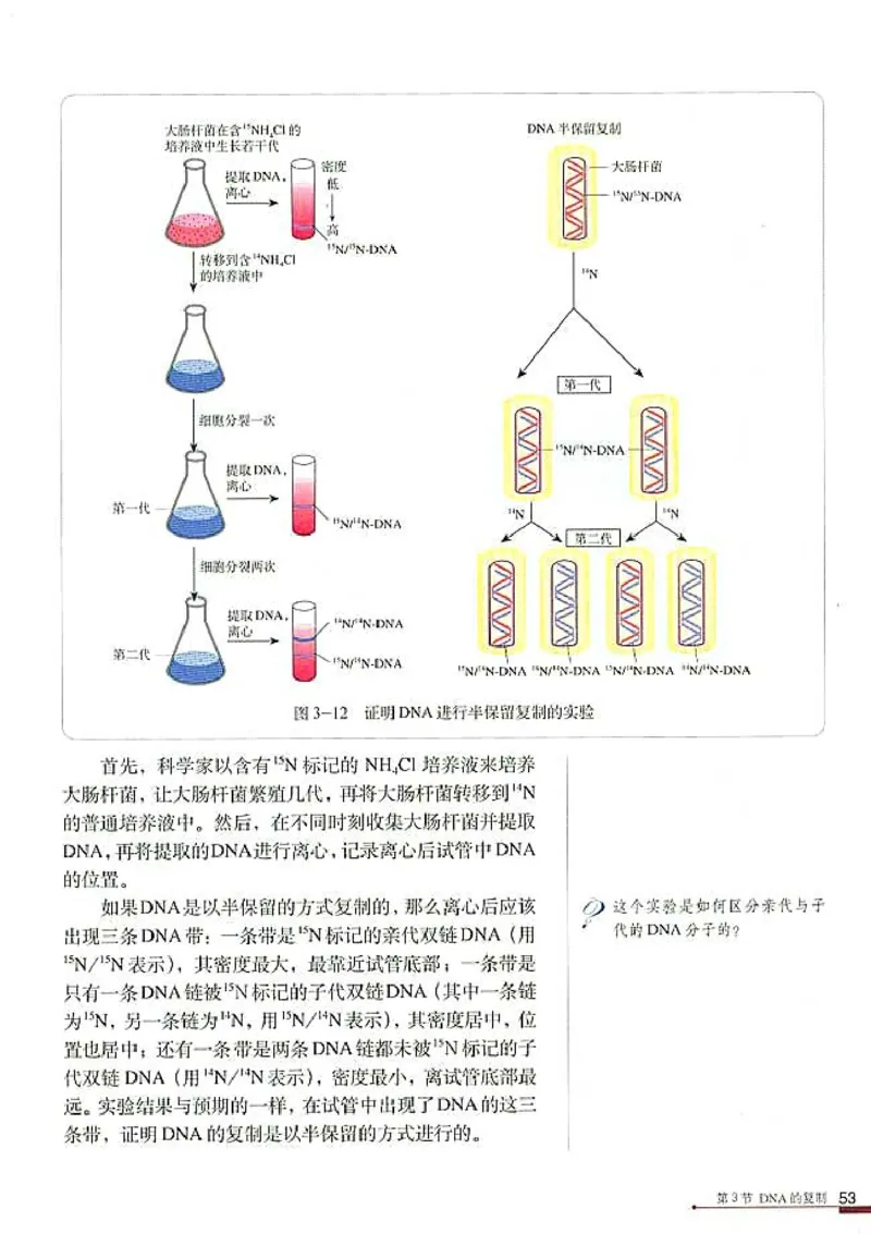 高中生物必修2遗传与进化(1)_教资初高中_教资面试2025教资面试备考资料合集_教资面试资料合集_2025教资面试资料_25上教资面试-小学资料包_20教材：全册_高中_高中生物