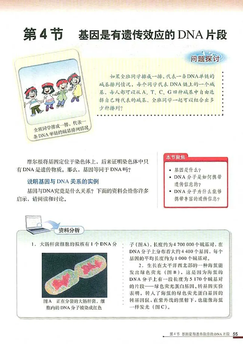 高中生物必修2遗传与进化(1)_教资初高中_教资面试2025教资面试备考资料合集_教资面试资料合集_2025教资面试资料_25上教资面试-小学资料包_20教材：全册_高中_高中生物