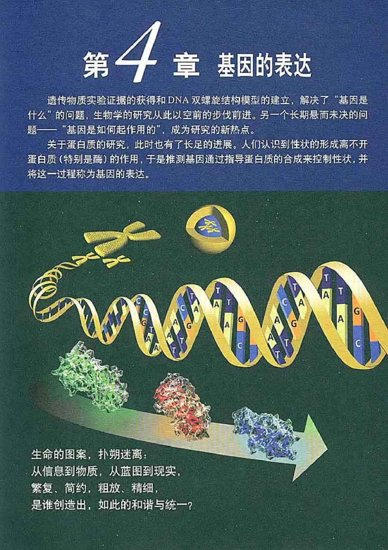 高中生物必修2遗传与进化(1)_教资初高中_教资面试2025教资面试备考资料合集_教资面试资料合集_2025教资面试资料_25上教资面试-小学资料包_20教材：全册_高中_高中生物