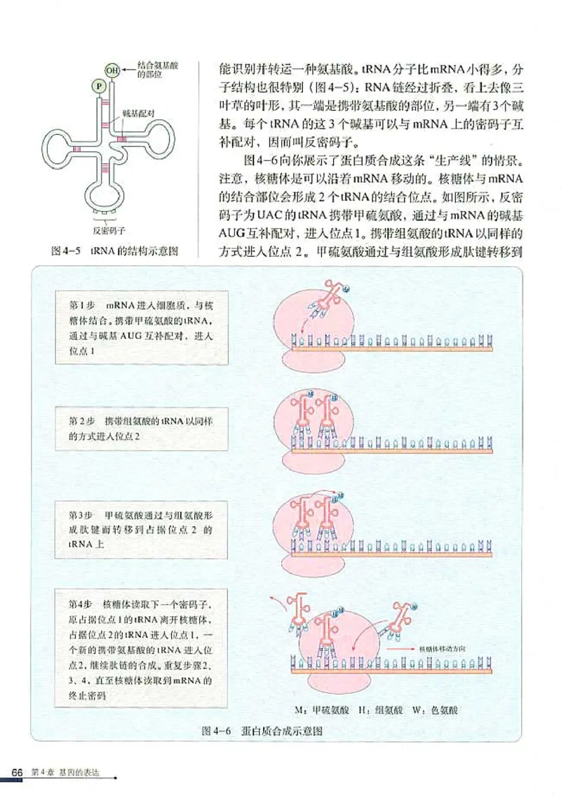 高中生物必修2遗传与进化(1)_教资初高中_教资面试2025教资面试备考资料合集_教资面试资料合集_2025教资面试资料_25上教资面试-小学资料包_20教材：全册_高中_高中生物
