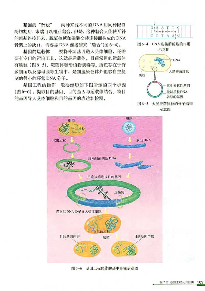 高中生物必修2遗传与进化(1)_教资初高中_教资面试2025教资面试备考资料合集_教资面试资料合集_2025教资面试资料_25上教资面试-小学资料包_20教材：全册_高中_高中生物