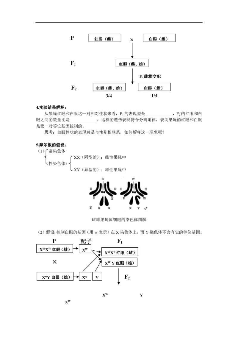 高中生物必修2全套精品学案-教案(1)_教资初高中_教资面试2025教资面试备考资料合集_教资面试资料合集_2025教资面试资料_25上教资面试-小学资料包_19教案：合集_高中学科全册教案