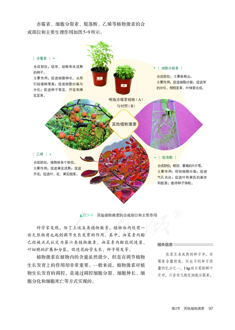 高中选修一生物_教资初高中_教资面试2025教资面试备考资料合集_教资面试资料合集_3、教资面试资料包大全_45大圣中小幼面试资料包_高中_生物_高中生物电子课本