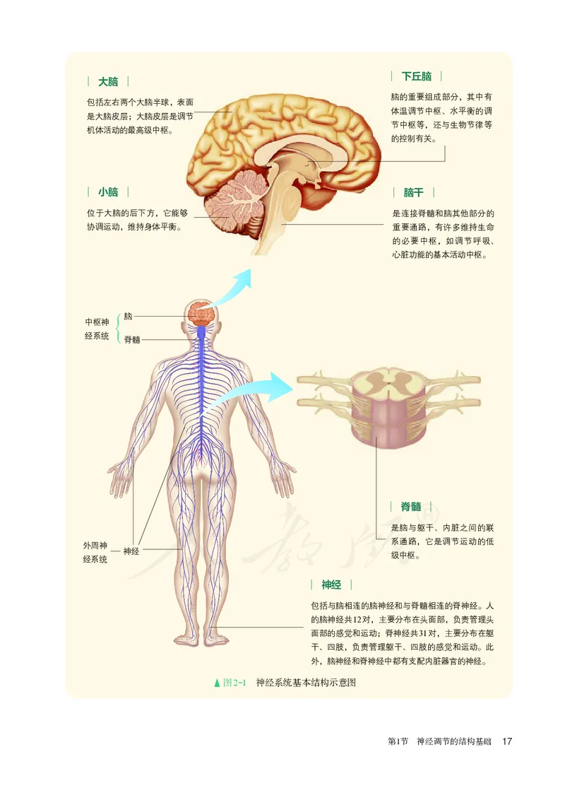 高中选修一生物_教资初高中_教资面试2025教资面试备考资料合集_教资面试资料合集_3、教资面试资料包大全_45大圣中小幼面试资料包_高中_生物_高中生物电子课本