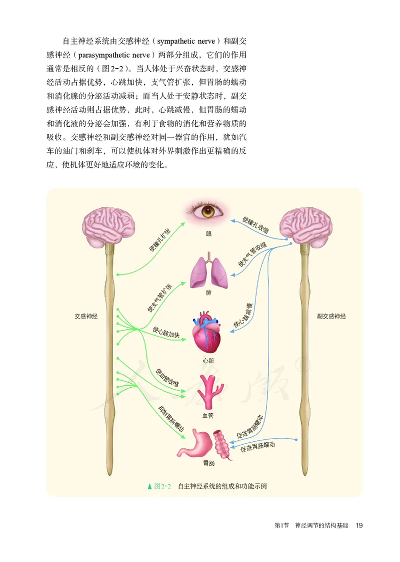 高中选修一生物_教资初高中_教资面试2025教资面试备考资料合集_教资面试资料合集_3、教资面试资料包大全_45大圣中小幼面试资料包_高中_生物_高中生物电子课本