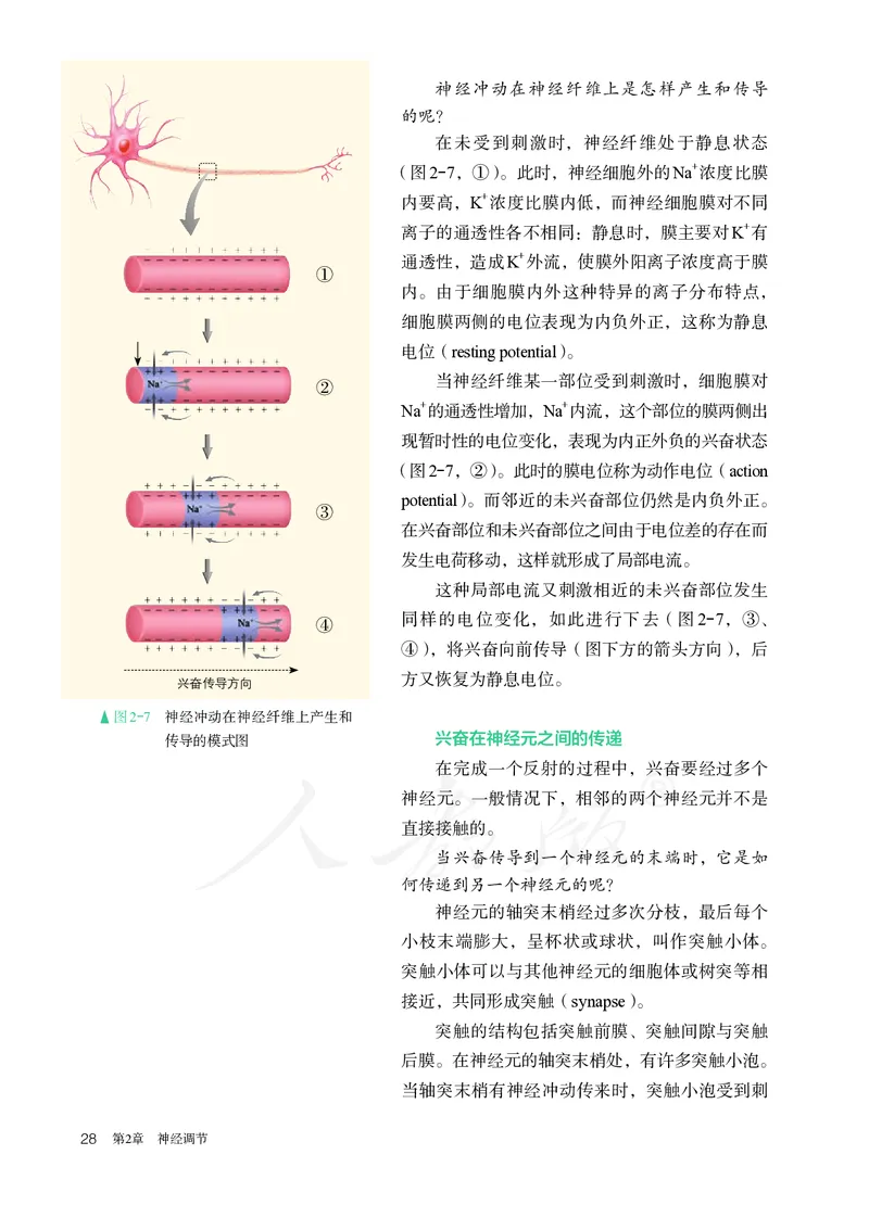 高中选修一生物_教资初高中_教资面试2025教资面试备考资料合集_教资面试资料合集_3、教资面试资料包大全_45大圣中小幼面试资料包_高中_生物_高中生物电子课本