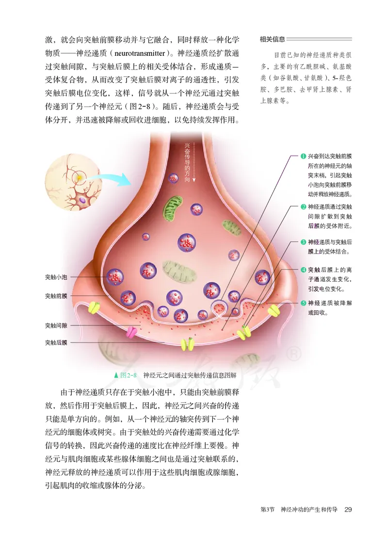高中选修一生物_教资初高中_教资面试2025教资面试备考资料合集_教资面试资料合集_3、教资面试资料包大全_45大圣中小幼面试资料包_高中_生物_高中生物电子课本
