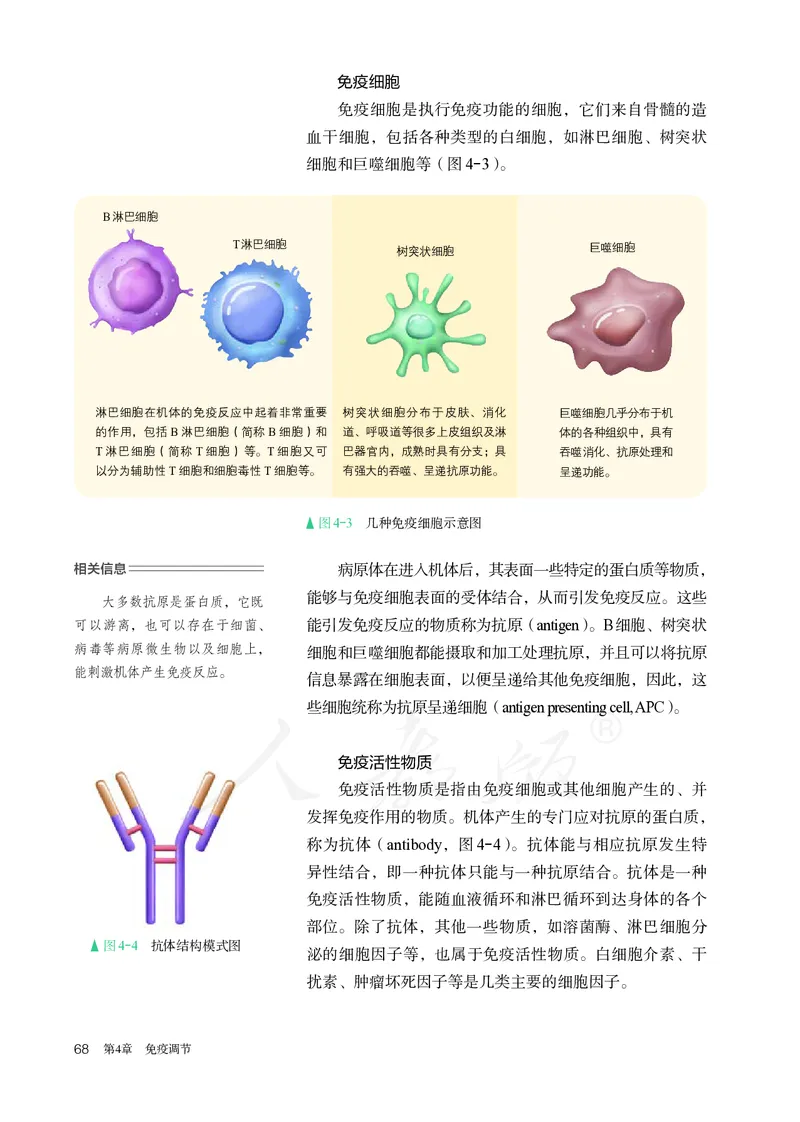 高中选修一生物_教资初高中_教资面试2025教资面试备考资料合集_教资面试资料合集_3、教资面试资料包大全_45大圣中小幼面试资料包_高中_生物_高中生物电子课本