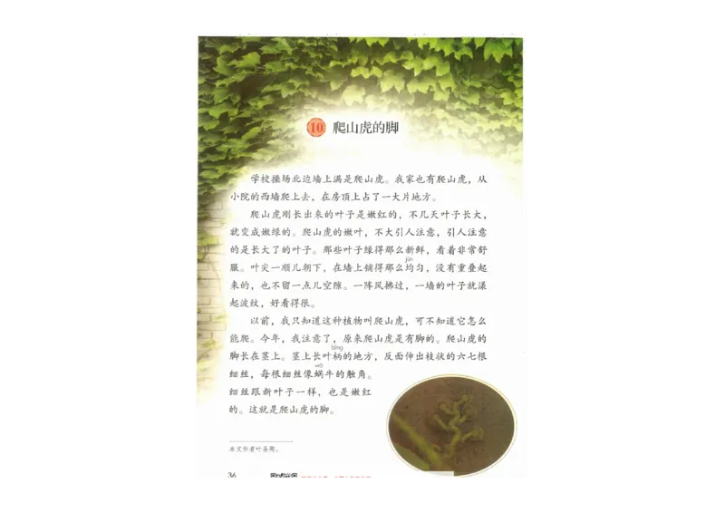 部编版语文4年级上册电子课本(1)_教资初高中_教资面试2025教资面试备考资料合集_教资面试资料合集_2025教资面试资料_25上教资面试-小学资料包_20教材：全册_小学_小学语文