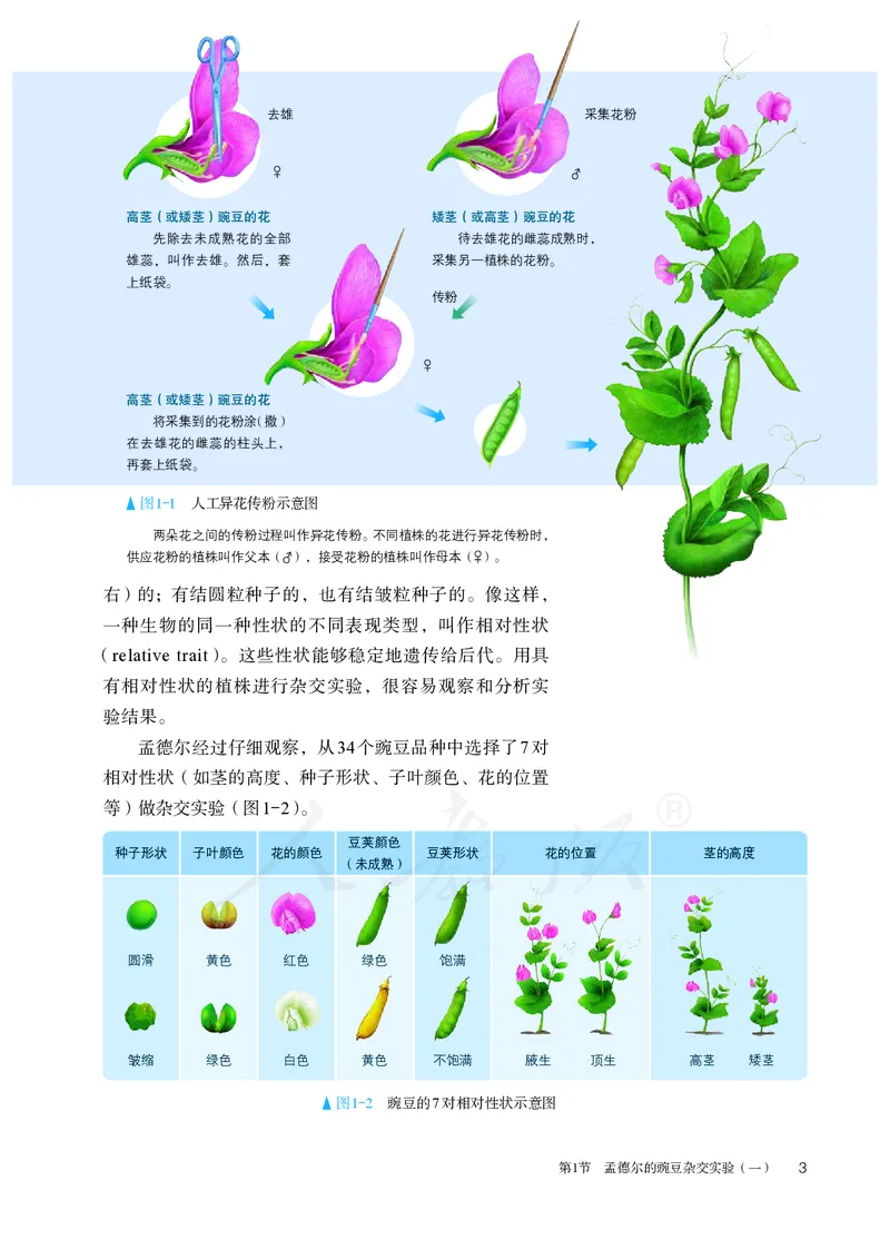 高中必修二生物_教资初高中_教资面试2025教资面试备考资料合集_教资面试资料合集_3、教资面试资料包大全_45大圣中小幼面试资料包_高中_生物_高中生物电子课本