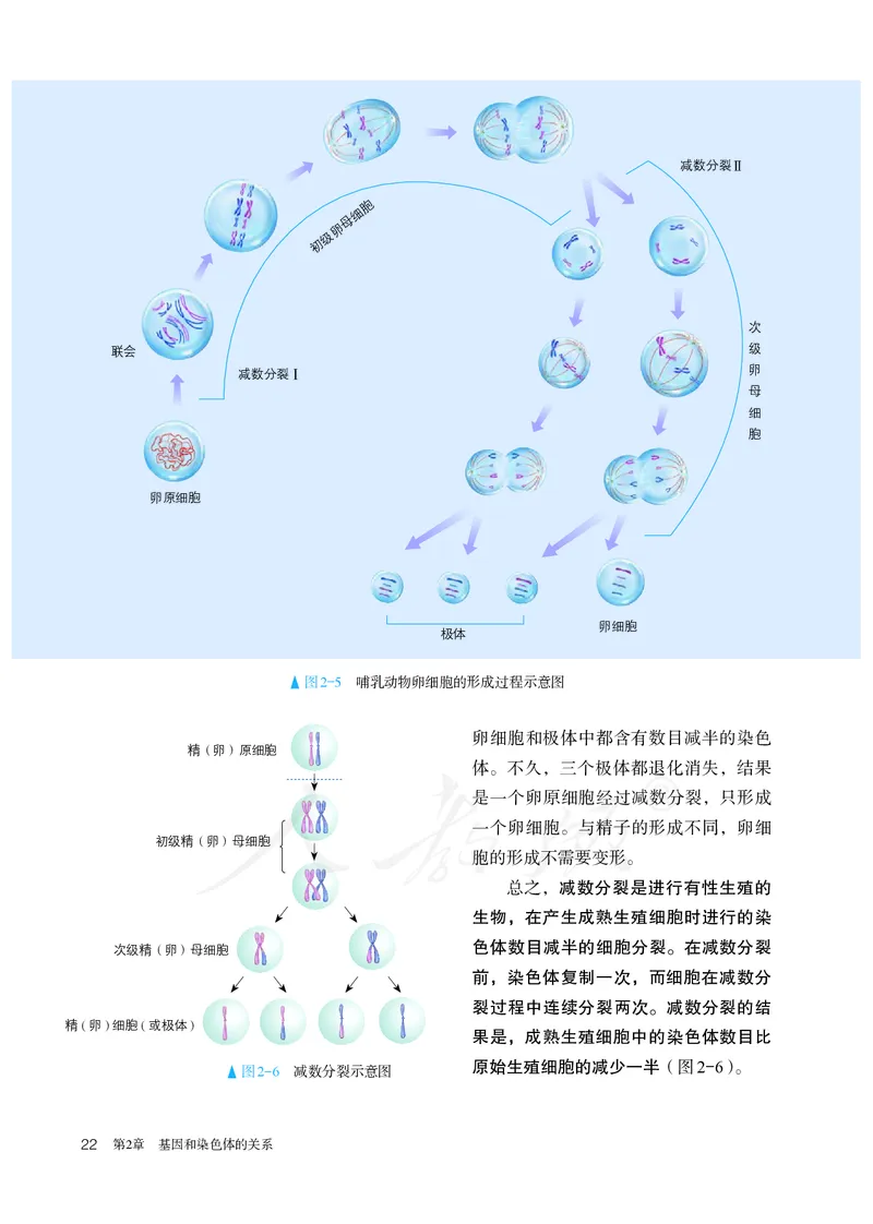 高中必修二生物_教资初高中_教资面试2025教资面试备考资料合集_教资面试资料合集_3、教资面试资料包大全_45大圣中小幼面试资料包_高中_生物_高中生物电子课本
