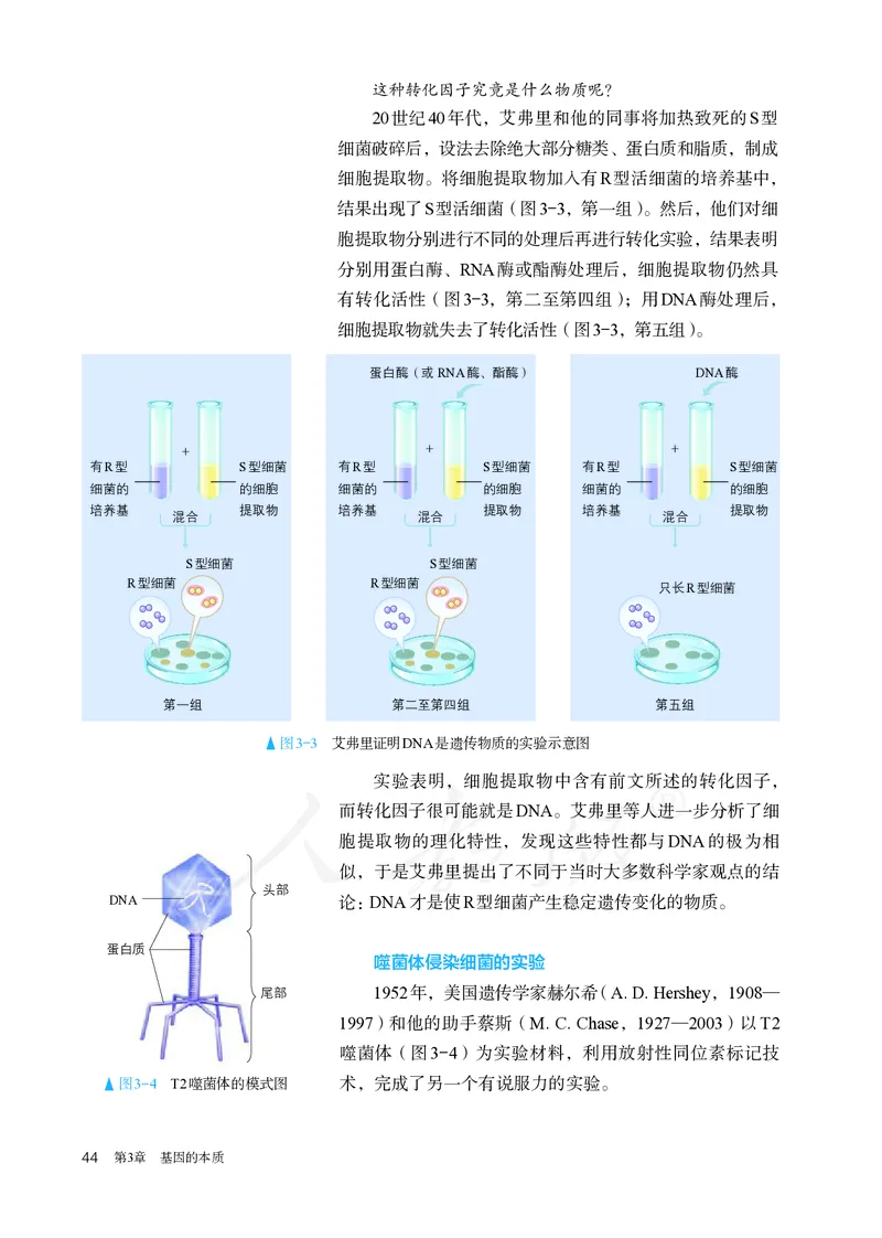 高中必修二生物_教资初高中_教资面试2025教资面试备考资料合集_教资面试资料合集_3、教资面试资料包大全_45大圣中小幼面试资料包_高中_生物_高中生物电子课本