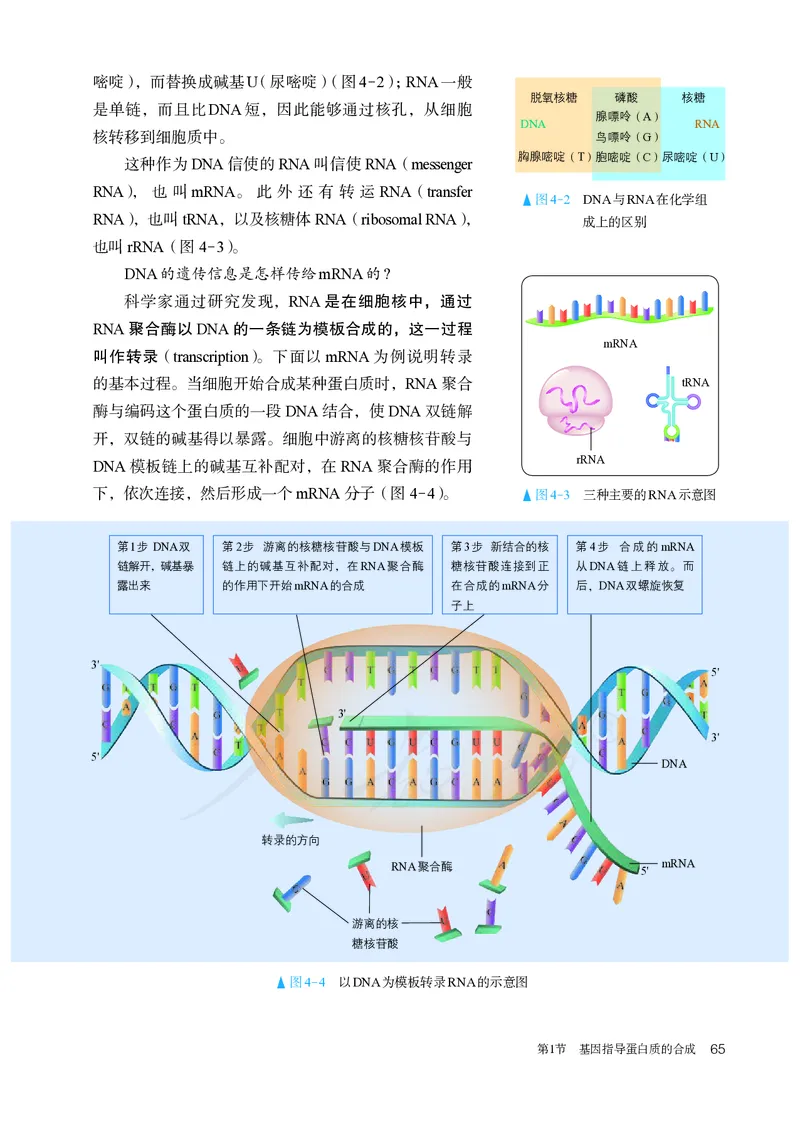 高中必修二生物_教资初高中_教资面试2025教资面试备考资料合集_教资面试资料合集_3、教资面试资料包大全_45大圣中小幼面试资料包_高中_生物_高中生物电子课本
