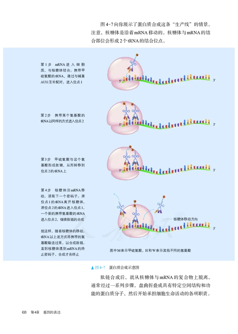 高中必修二生物_教资初高中_教资面试2025教资面试备考资料合集_教资面试资料合集_3、教资面试资料包大全_45大圣中小幼面试资料包_高中_生物_高中生物电子课本