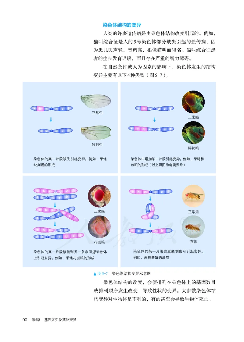 高中必修二生物_教资初高中_教资面试2025教资面试备考资料合集_教资面试资料合集_3、教资面试资料包大全_45大圣中小幼面试资料包_高中_生物_高中生物电子课本