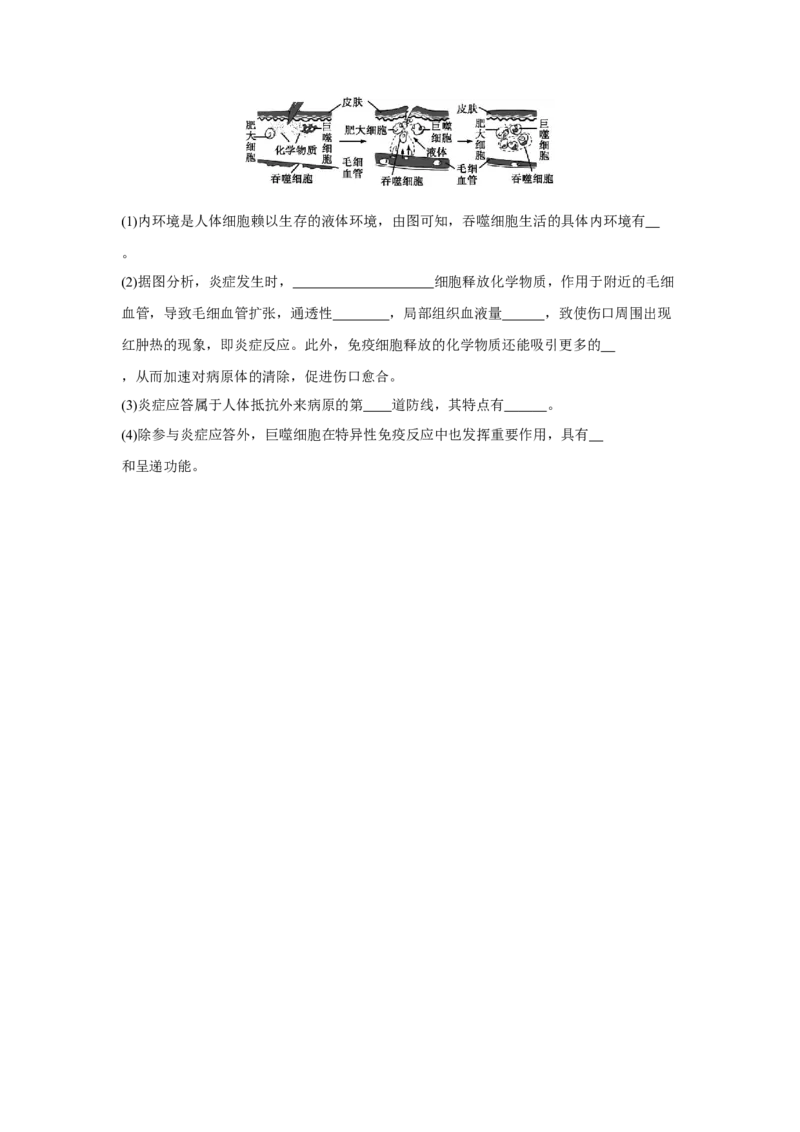4.1免疫系统的组成和功能（练习）（原卷版）_高中九科知识点归纳。_人教版高中Word电子版试卷练习试题知识点全科_高中生物试卷习题_生物选修_选修1_2.同步练习（第二套）