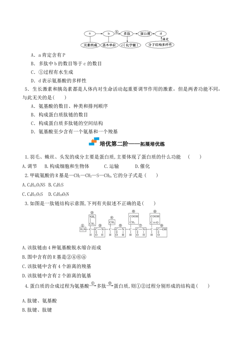 2.4蛋白质是生命活动的主要承担者-高一生物上学期课后培优分级练（2019人教版必修1）（原卷版）_高中九科知识点归纳。_人教版高中Word电子版试卷练习试题知识点全科_高中生物试卷习题