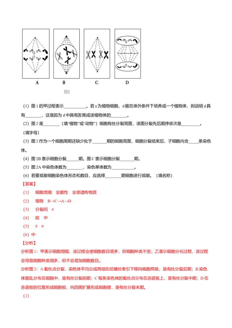 6.2细胞的分化-高一生物课后培优练（人教版2019必修1）（解析版）_高中九科知识点归纳。_人教版高中Word电子版试卷练习试题知识点全科_高中生物试卷习题_生物必修_必修1