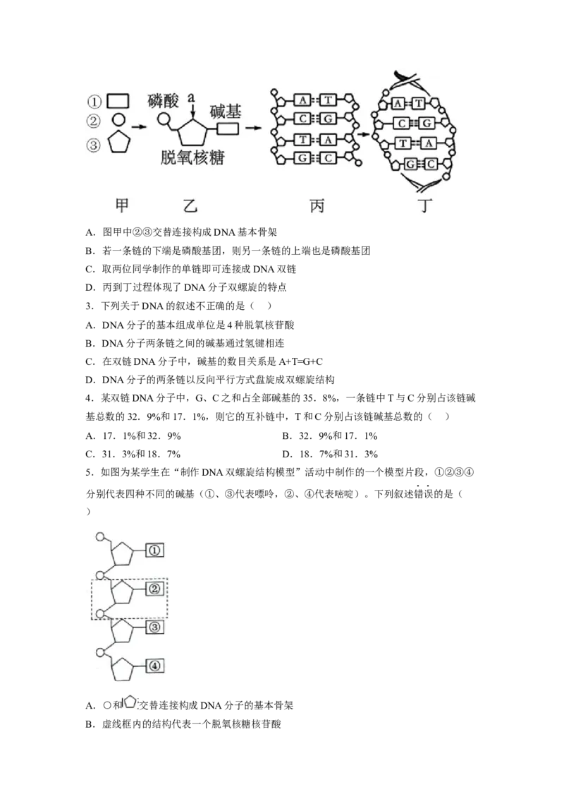 3.2DNA的结构（原卷版）_高中九科知识点归纳。_人教版高中Word电子版试卷练习试题知识点全科_高中生物试卷习题_生物必修_必修2_人教版生物必修二同步练习（057份）_2、课后培优练