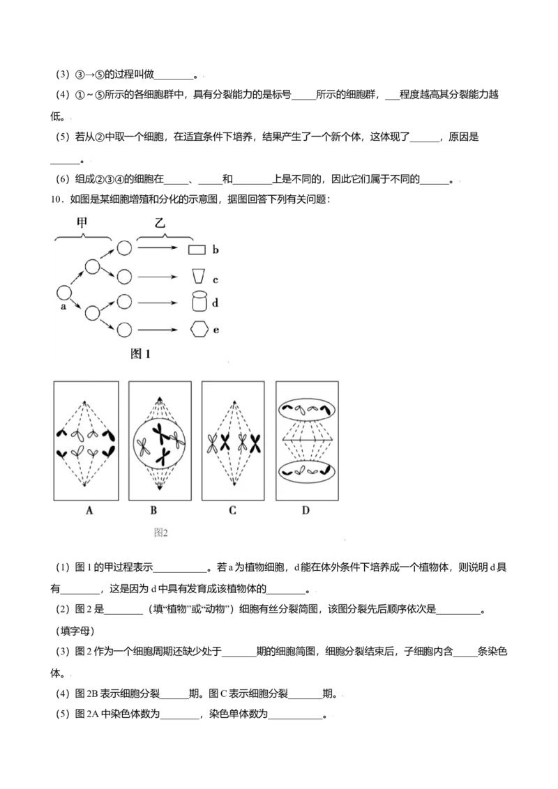 6.2细胞的分化-高一生物课后培优练（人教版2019必修1）（原卷版）_高中九科知识点归纳。_人教版高中Word电子版试卷练习试题知识点全科_高中生物试卷习题_生物必修_必修1