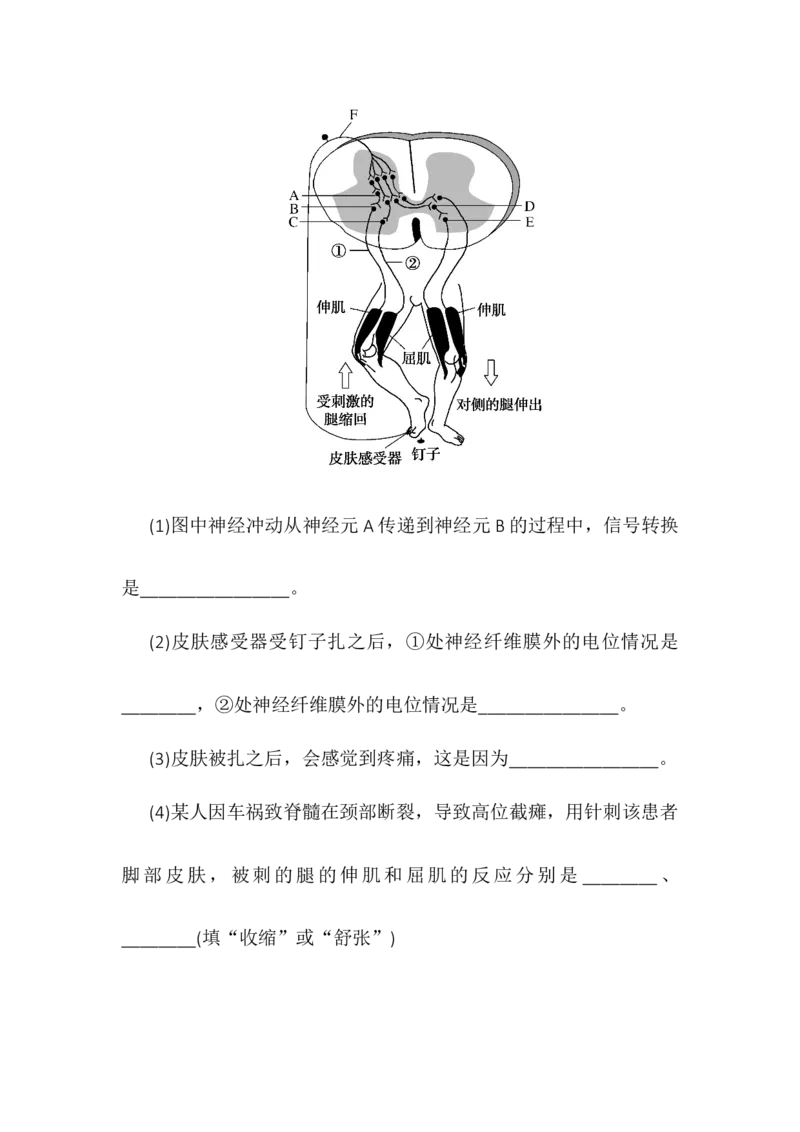 2.4神经系统的分级调节同步练习高二上学期生物人教版选择性必修1_高中九科知识点归纳。_人教版高中Word电子版试卷练习试题知识点全科_高中生物试卷习题_生物选修_选修1