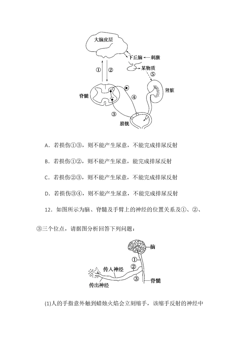 2.4神经系统的分级调节同步练习高二上学期生物人教版选择性必修1_高中九科知识点归纳。_人教版高中Word电子版试卷练习试题知识点全科_高中生物试卷习题_生物选修_选修1